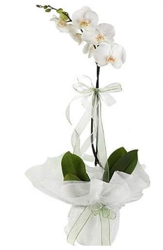 Tekli Beyaz Orkide  Ankara Çankaya güvenli kaliteli hızlı çiçek 