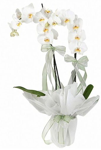 Çift Dallı Beyaz Orkide  Ankara Çankaya hediye çiçek yolla 