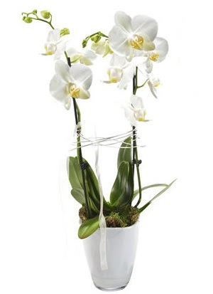 2 dallı beyaz seramik beyaz orkide saksısı  Çankaya çiçekçiler 14 şubat sevgililer günü çiçek 