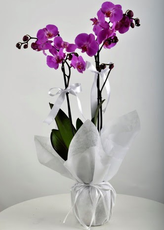 Çift dallı saksıda mor orkide çiçeği  Ankara Çankaya çiçek yolla 