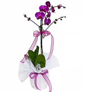 Tek dallı saksıda ithal mor orkide çiçeği  Ankara Çankaya İnternetten çiçek siparişi  