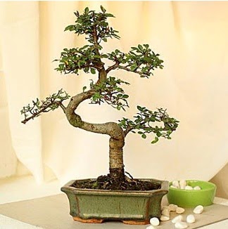 Shape S bonsai  Ankara Çankaya uluslararası çiçek gönderme 