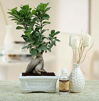 Ginseng ficus bonsai  Ankara ankaya nternetten iek siparii 
