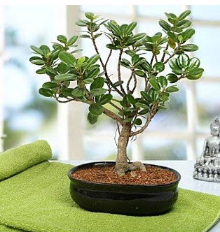 Lovely Ficus Iceland Bonsai  Ankara Çankaya hediye çiçek yolla 