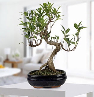 Gorgeous Ficus S shaped japon bonsai  Ankara Çankaya online çiçek gönderme sipariş 