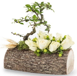 Doğal kütükte bonsai ağacı ve 7 beyaz gül  Çankaya çiçekçiler 14 şubat sevgililer günü çiçek 