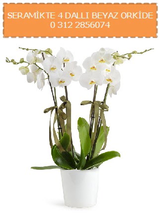Seramikte 4 dallı beyaz orkide  Ankara Çankaya İnternetten çiçek siparişi 