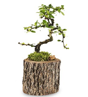 Doğal kütükte S bonsai ağacı  Çankaya çiçek servisi , çiçekçi adresleri 