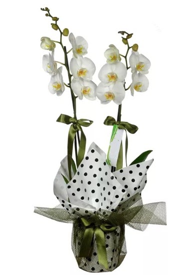 Çift Dallı Beyaz Orkide  Ankara çiçek gönderme Çankaya ucuz çiçek gönder 