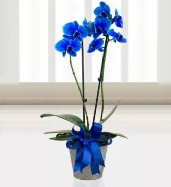 Çift dallı mavi orkide  Çankaya çiçek servisi , çiçekçi adresleri 