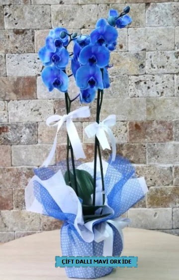 çift dallı ithal mavi orkide  Ankara Çankaya anneler günü çiçek yolla 