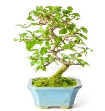 S zerkova bonsai kısa süreliğine  Ankara Çankaya uluslararası çiçek gönderme 