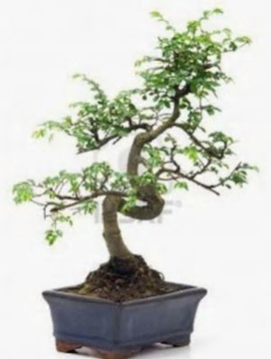 S gövde bonsai minyatür ağaç japon ağacı  Çankaya çiçek servisi , çiçekçi adresleri 