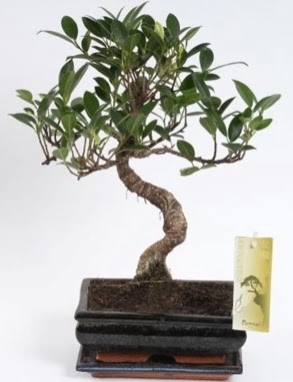 Ficus muhteşem gold kalite 25 cm civarı bonsai