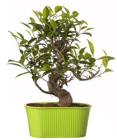Ficus S gövdeli muhteşem bonsai  Ankara Çankaya online çiçekçi , çiçek siparişi 