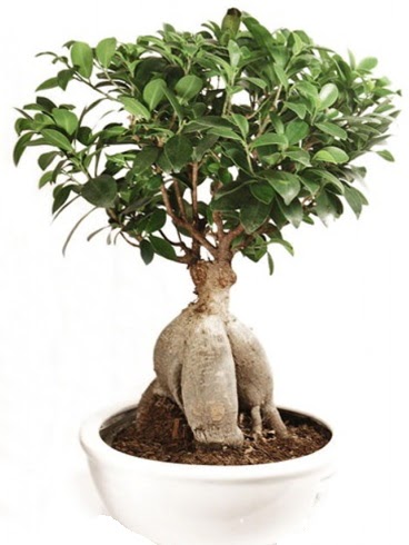 Ginseng bonsai japon aac ficus ginseng  Ankara ankaya uluslararas iek gnderme 
